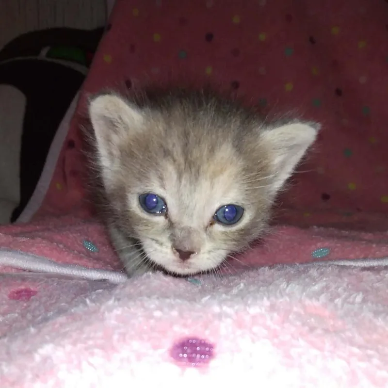 Amelia thumbnail 2
