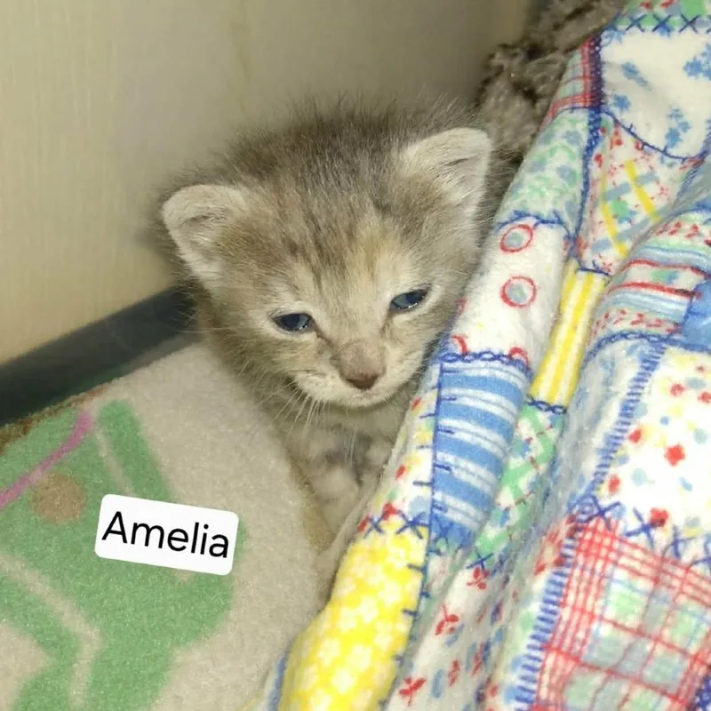 Amelia thumbnail 5