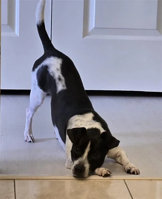 A young medium-sized male Mixed Breed dog named Brother for adoption in Dallas, TX