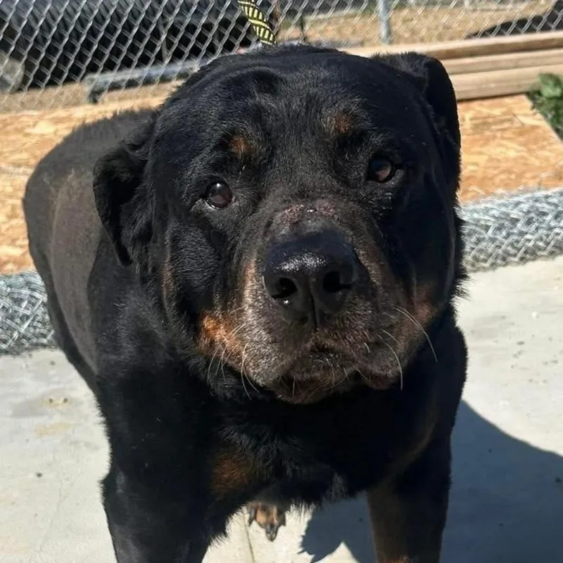 A senior large-sized male Bicolor Rottweiler dog named Rex for adoption in Warren, OH