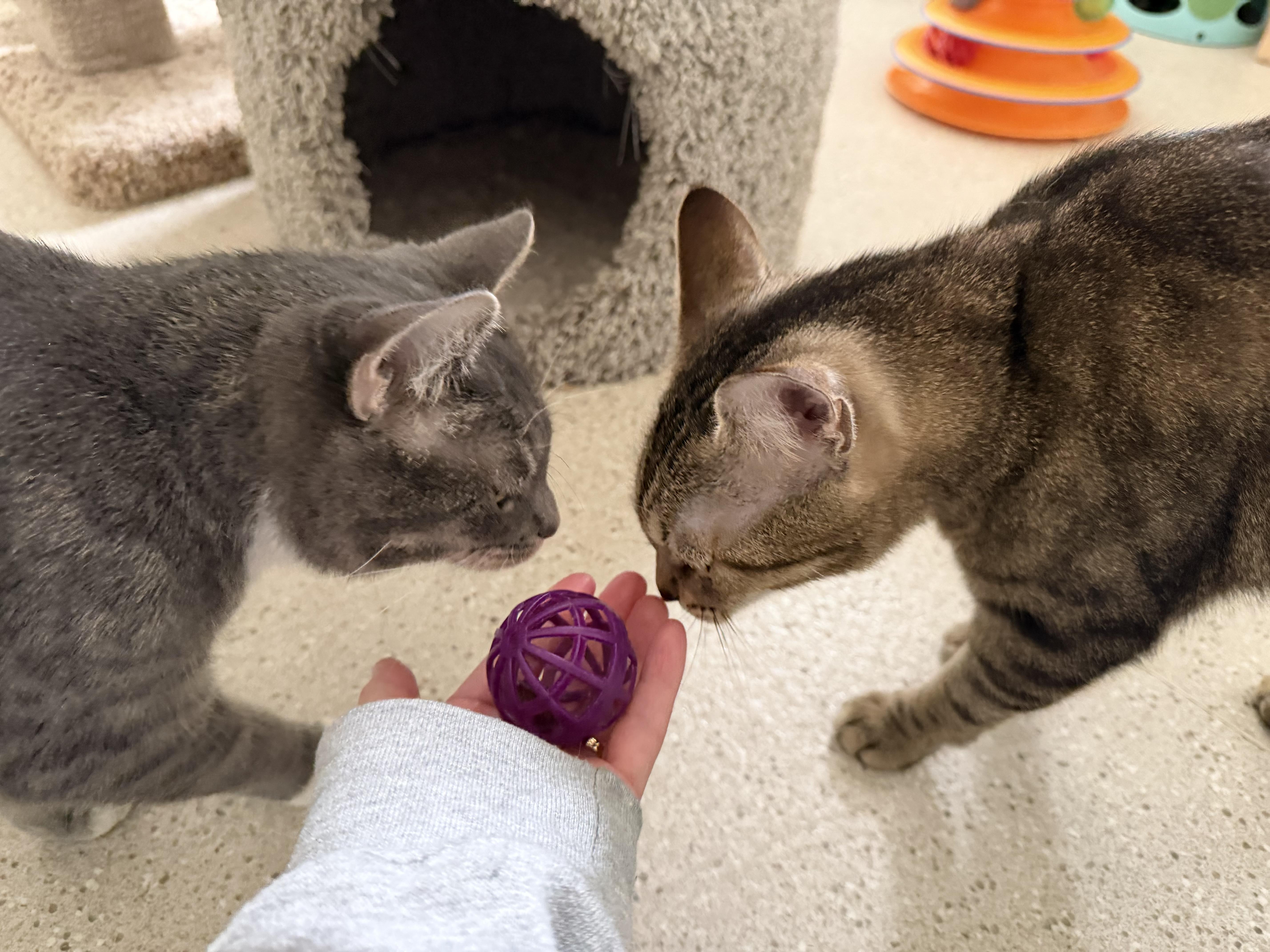 Sweet Potato & Becca thumbnail 2