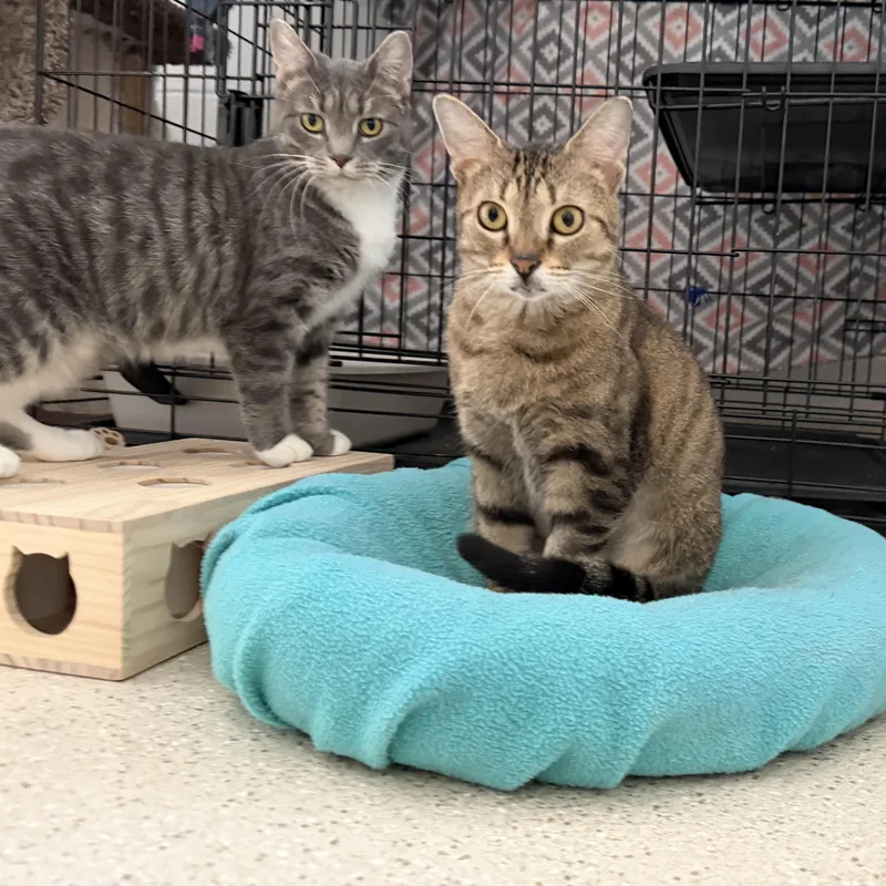 Sweet Potato & Becca thumbnail 3