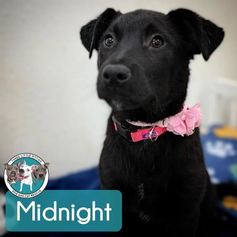 A baby medium-sized female Black Labrador Retriever dog named Midnight Moonbeam Melody for adoption in Friendswood, TX