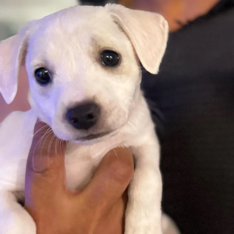 A baby small-sized male White / Cream Fox Terrier dog named Bagel for adoption in San Diego, CA