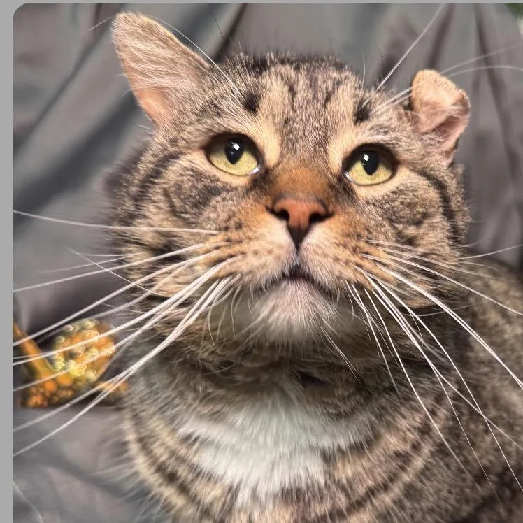Fishy Food Fanatic Fiv
