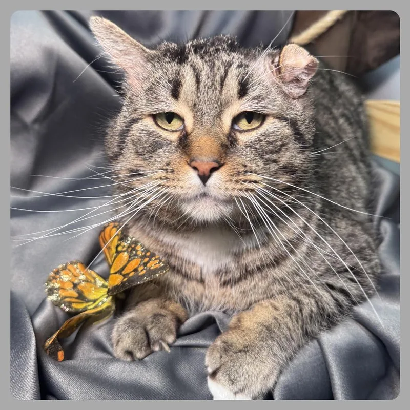 Fishy Food Fanatic Fiv thumbnail 2