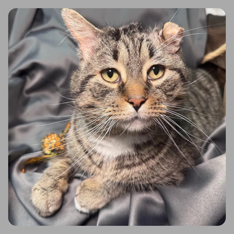 Fishy Food Fanatic Fiv thumbnail 3