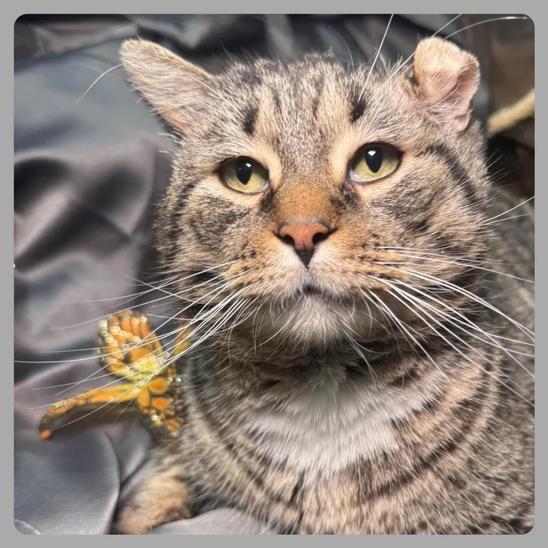 Fishy Food Fanatic Fiv thumbnail 5