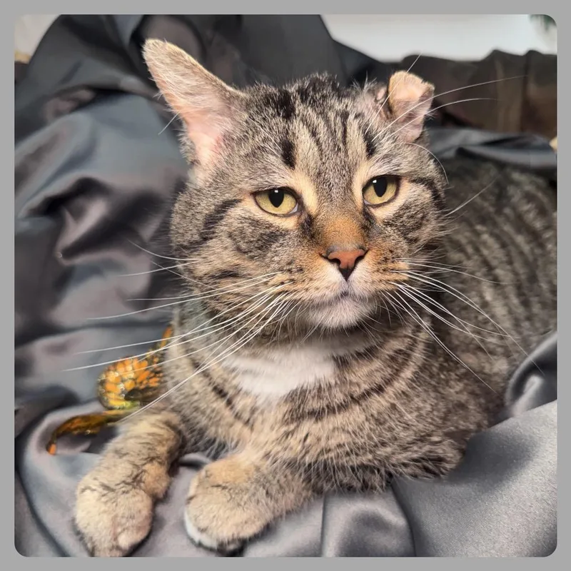 Fishy Food Fanatic Fiv thumbnail 6