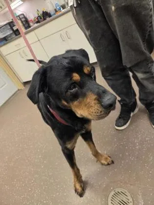 An adult large-sized male Rottweiler dog named Pegasus for adoption in South Bend, IN