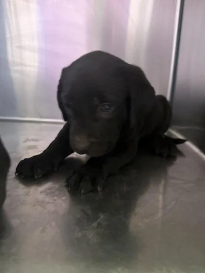 A baby small-sized female Black Pit Bull Terrier dog named 61008207 for adoption in El Paso, TX