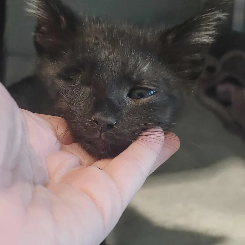 A baby small-sized male Black Domestic Short Hair cat named Sleepy for adoption in Chattanooga, TN