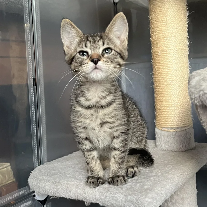 A baby medium-sized male Tabby (Buff / Tan / Fawn) Domestic Short Hair cat named Alvin for adoption in Redwood City, CA