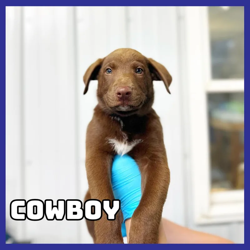 A baby small-sized male Brown / Chocolate Chocolate Labrador Retriever dog named Cowboy for adoption in Glenwood, MN