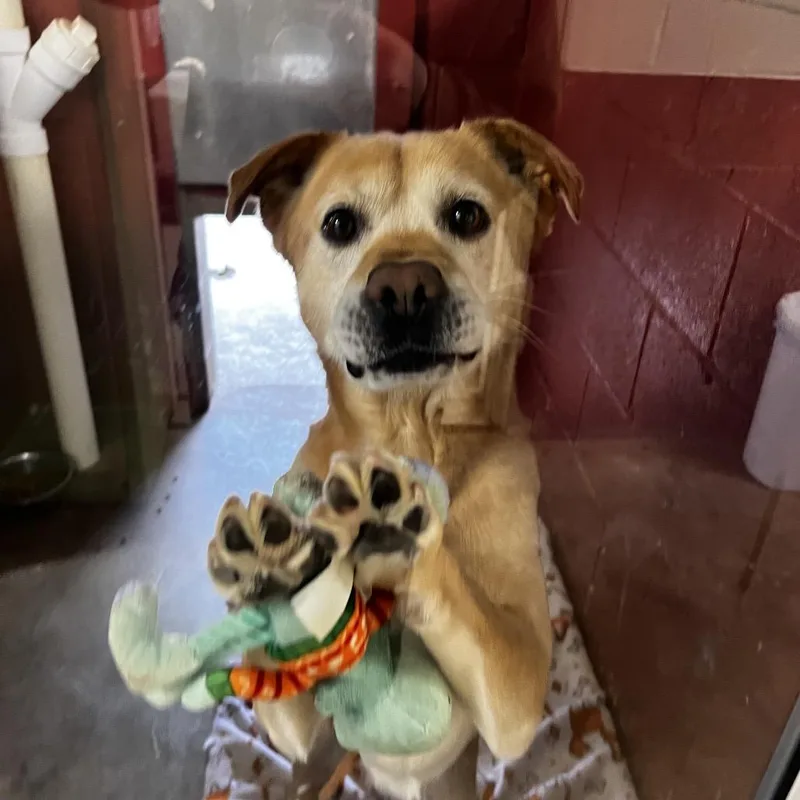 An adult medium-sized male Yellow / Tan / Blond / Fawn Yellow Labrador Retriever dog named Toby for adoption in Harrisville, WV