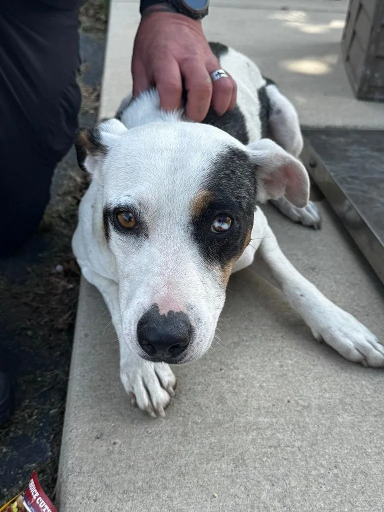 An adult medium-sized female Mixed Breed dog named Denali for adoption in Tullahoma, TN