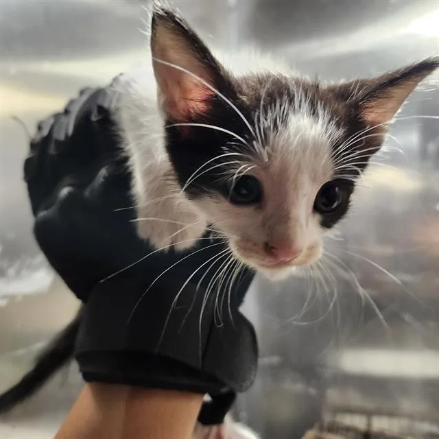 A baby small-sized female Domestic Short Hair cat named Bubbles for adoption in San Antonio, TX