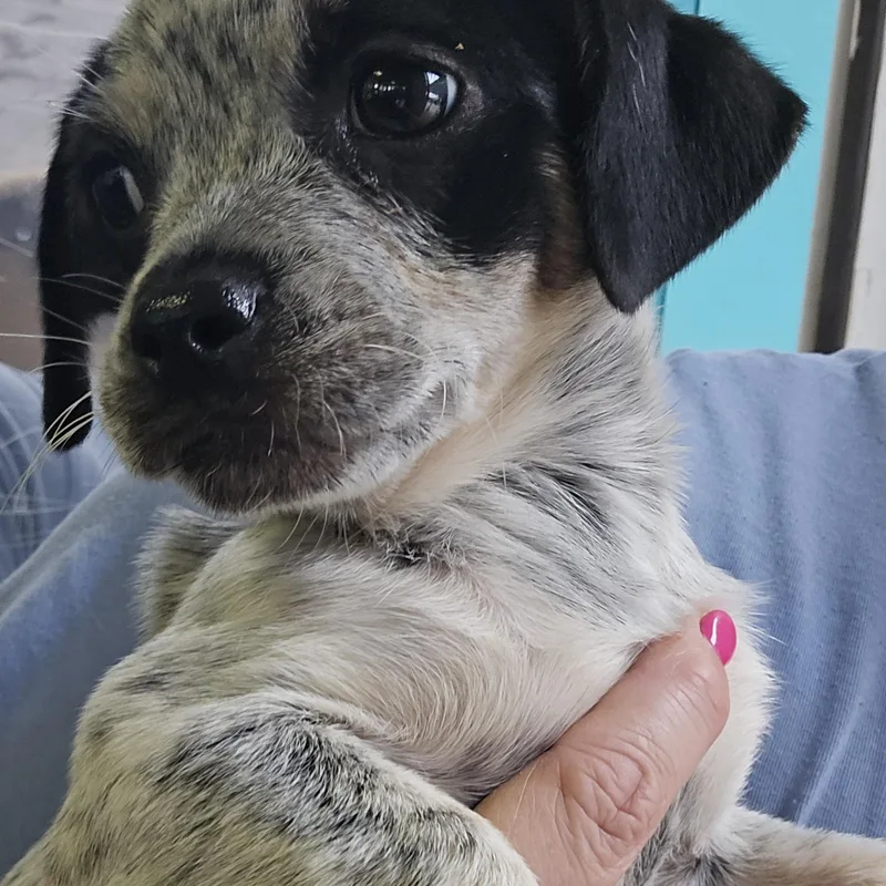 A baby small-sized male Black Pug dog named Helix for adoption in Athens, AL