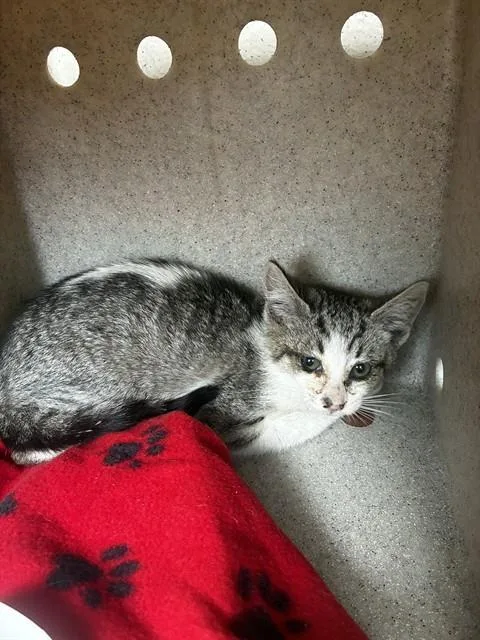 A baby small-sized female Domestic Short Hair cat named Keiko for adoption in Salinas, CA