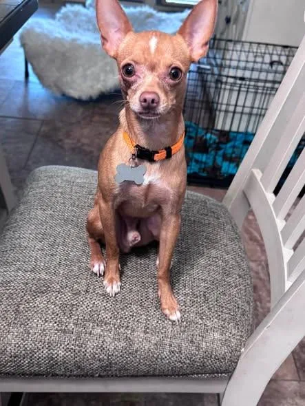 An adult small-sized male Golden Chihuahua dog named Stanley for adoption in San Tan Valley, AZ
