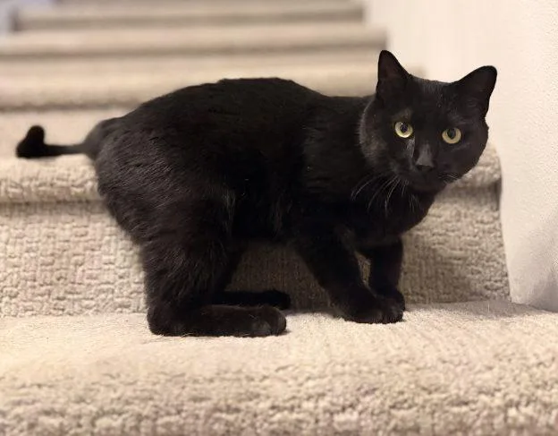 A young medium-sized male Black Domestic Short Hair cat named Camino for adoption in Anchorage, AK