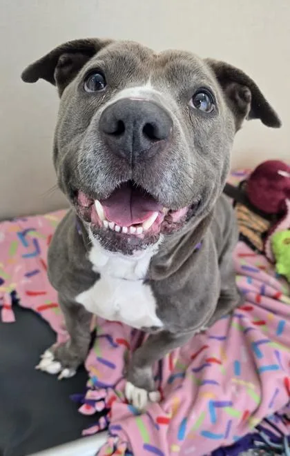 A senior medium-sized male Mixed Breed dog named Sausage for adoption in Bellevue, WA