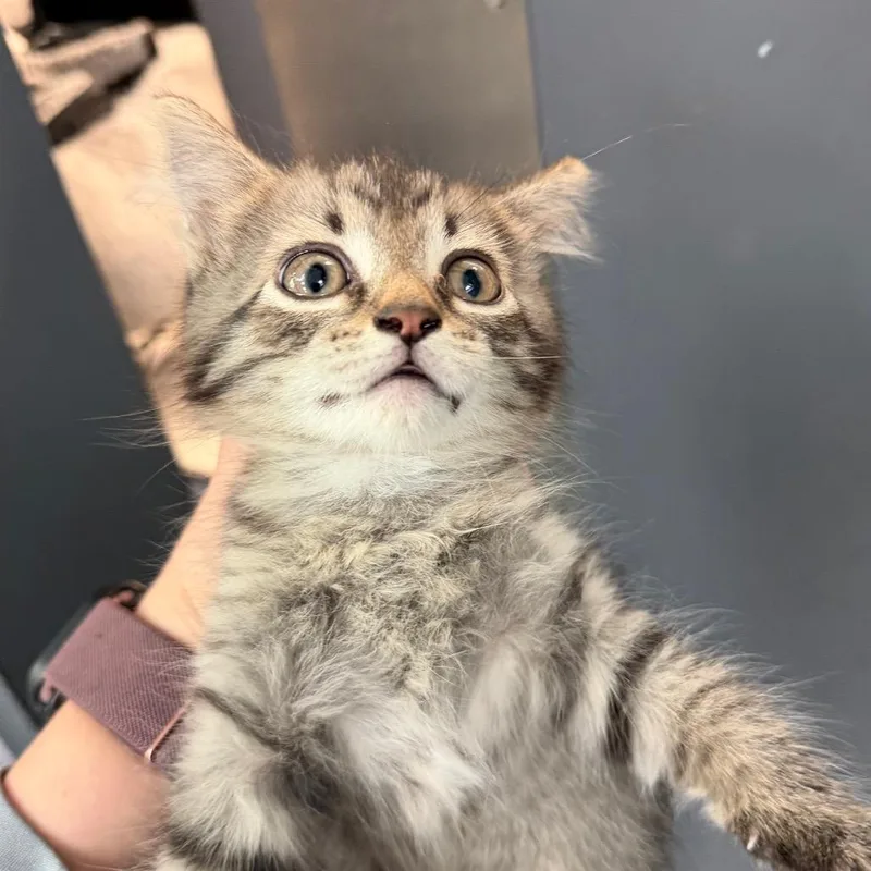 A baby small-sized female Domestic Medium Hair cat named Dolly for adoption in Port Charlotte, FL