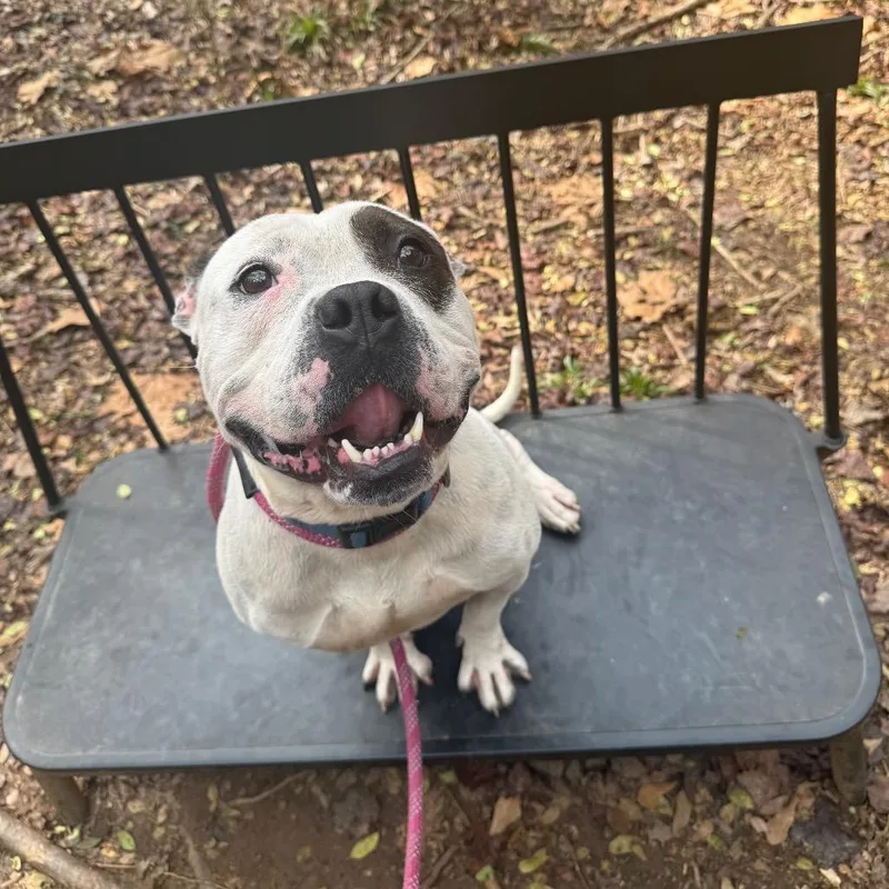 An adult medium-sized male White / Cream Mixed Breed dog named Arrow for adoption in Columbus, GA
