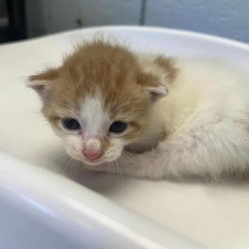 A baby small-sized male Black Domestic Short Hair cat named New Balance for adoption in West Olive, MI