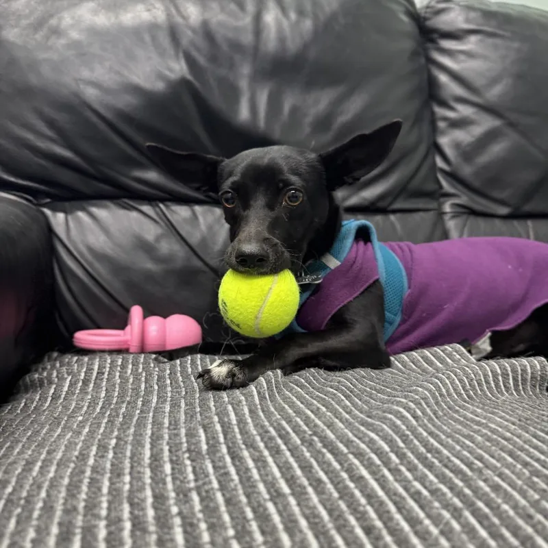 An adult small-sized female Black Chihuahua dog named Charm for adoption in Skokie, IL