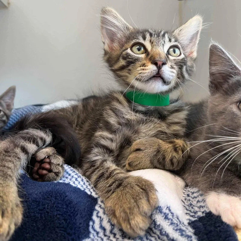 A baby small-sized male Brown / Chocolate Domestic Short Hair cat named Shadows for adoption in Oakland, CA