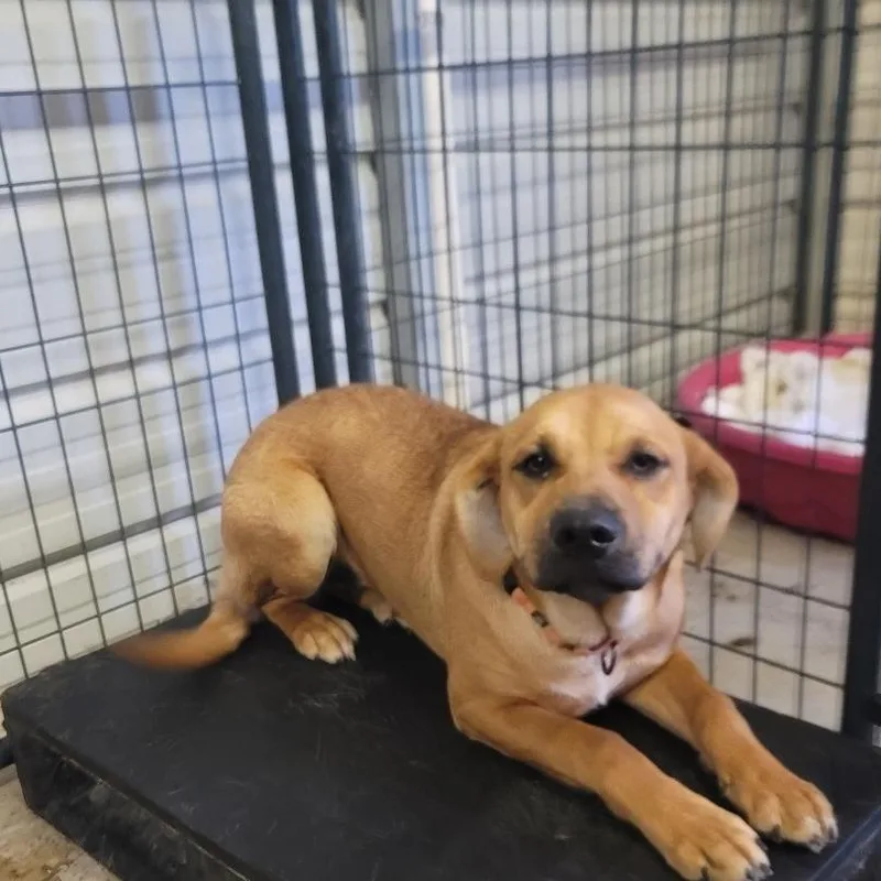 A young medium-sized female Brown / Chocolate Mixed Breed dog named Tori for adoption in Smithfield, NC
