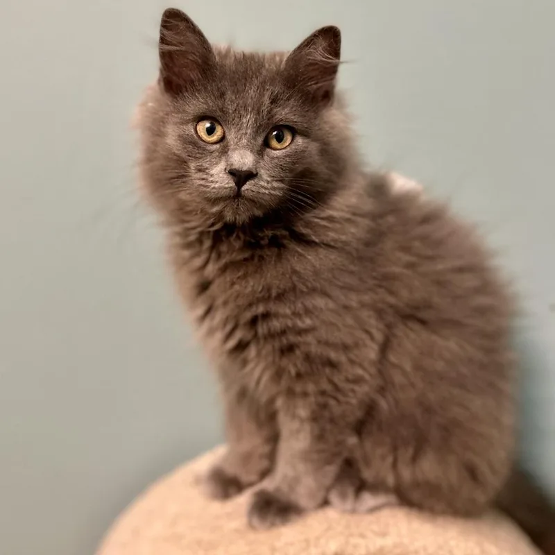 A baby small-sized male Gray / Blue / Silver Domestic Long Hair cat named Jingles for adoption in Stafford, VA