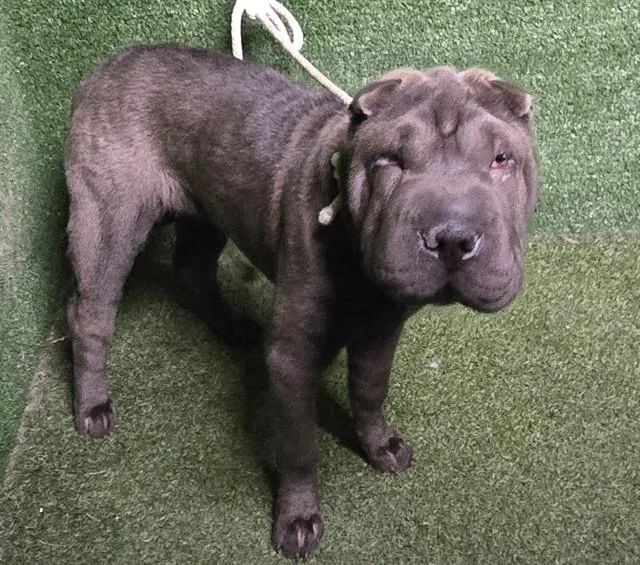 A baby small-sized female Shar-Pei dog named A for adoption in Lancaster, CA
