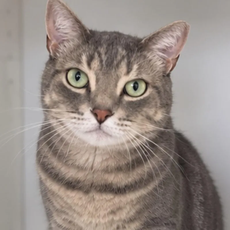 A senior large-sized male Domestic Short Hair cat named Boots for adoption in Boston, MA