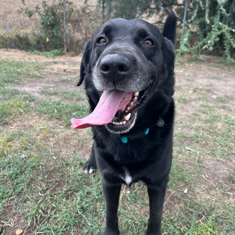 An adult large-sized male Black Labrador Retriever dog named Grizz for adoption in Lindon, UT
