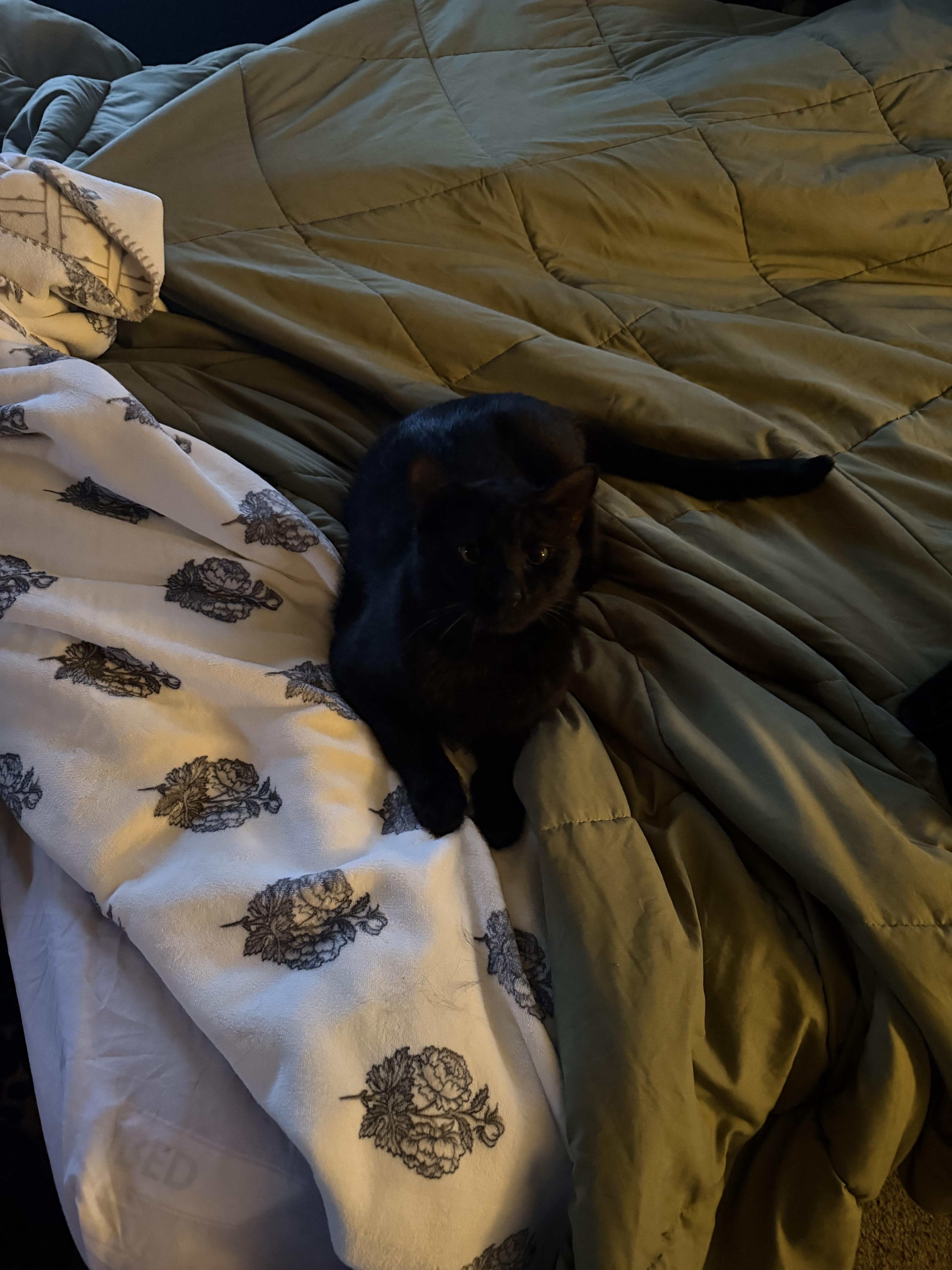 An adult medium-sized male Black Domestic Short Hair cat named Googly for adoption in Verona, PA