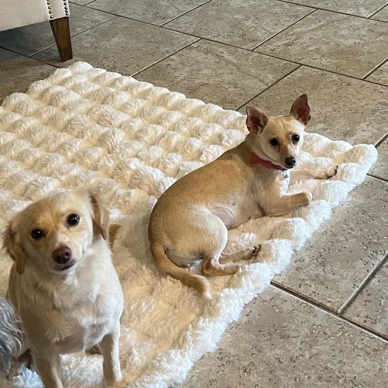 Ginger Renee thumbnail 2