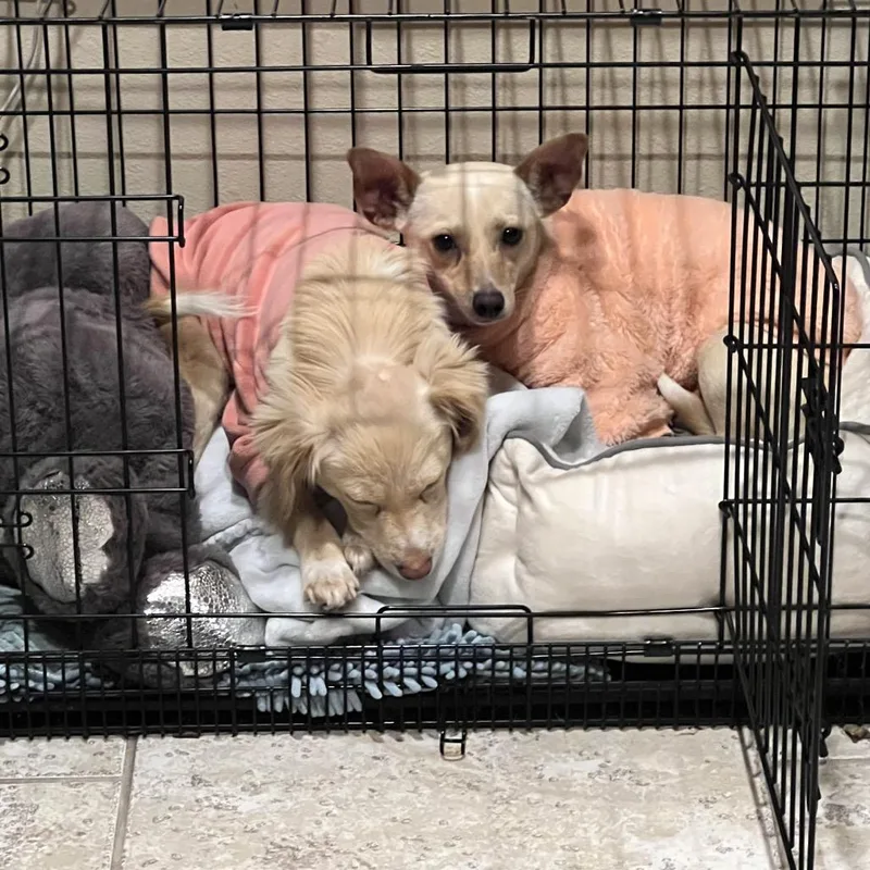 Ginger Renee thumbnail 3