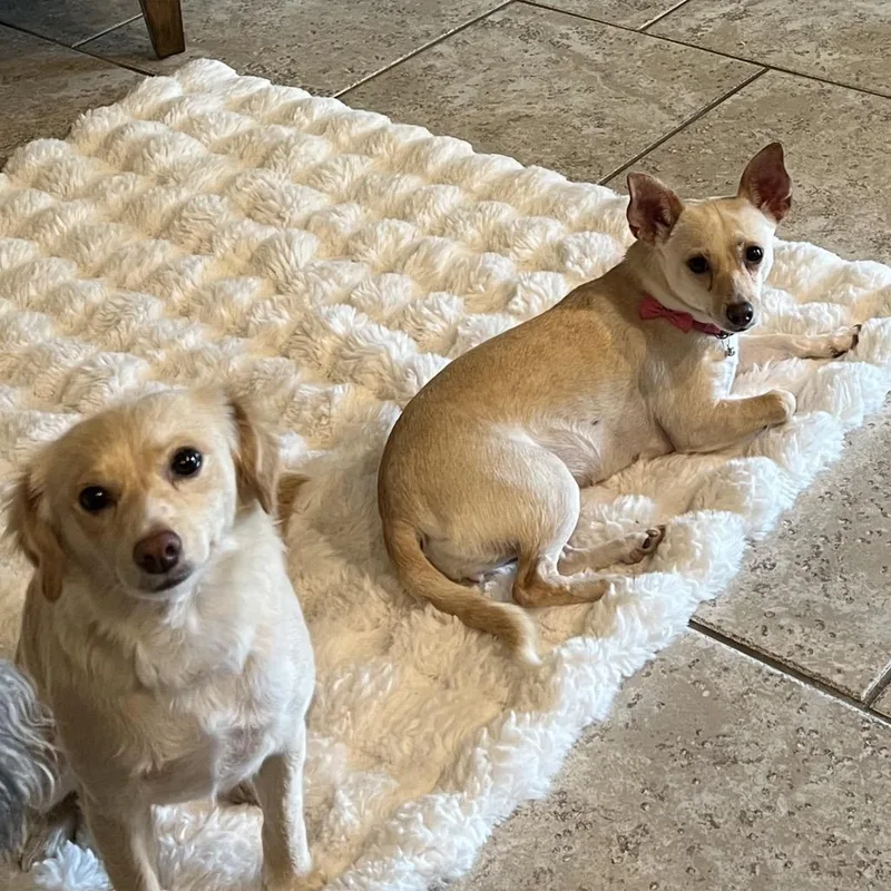 Ginger Renee thumbnail 5