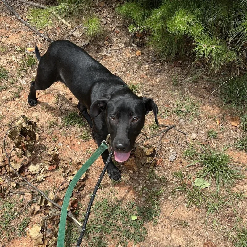 A young medium-sized male Black Labrador Retriever dog named Wind for adoption in Greensboro, NC