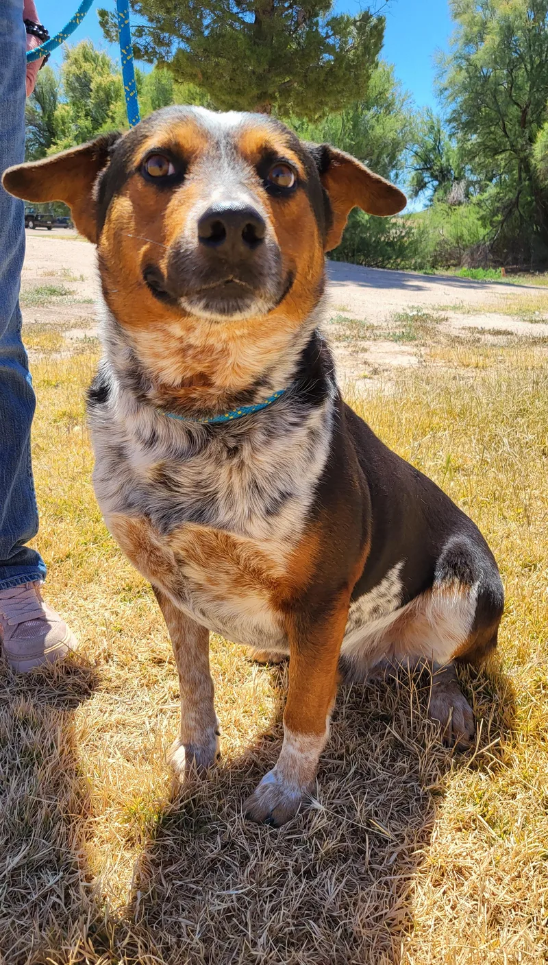 An adult medium-sized male Merle (Blue) Australian Cattle Dog / Blue Heeler dog named Snoopy for adoption in Benson, AZ