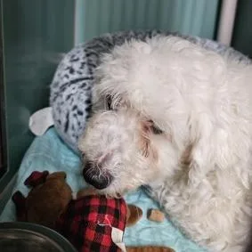 A senior small-sized female White / Cream Mixed Breed dog named Pebbles for adoption in New Fairfield, CT