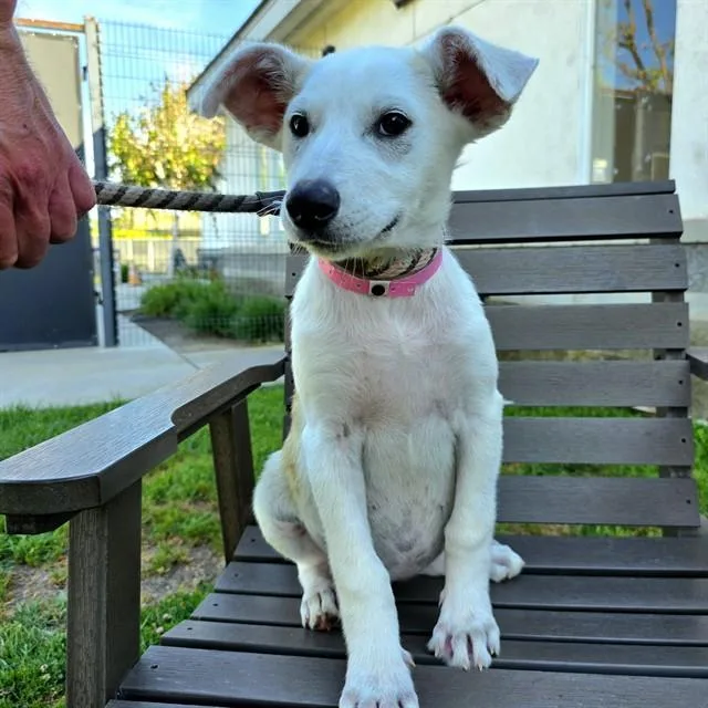 A baby small-sized female Siberian Husky dog named Sparrow for adoption in Long Beach, CA