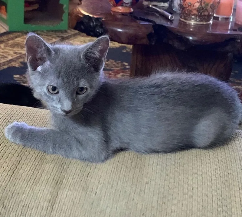 A baby medium-sized male Domestic Short Hair cat named Wyatt for adoption in San Antonio, TX