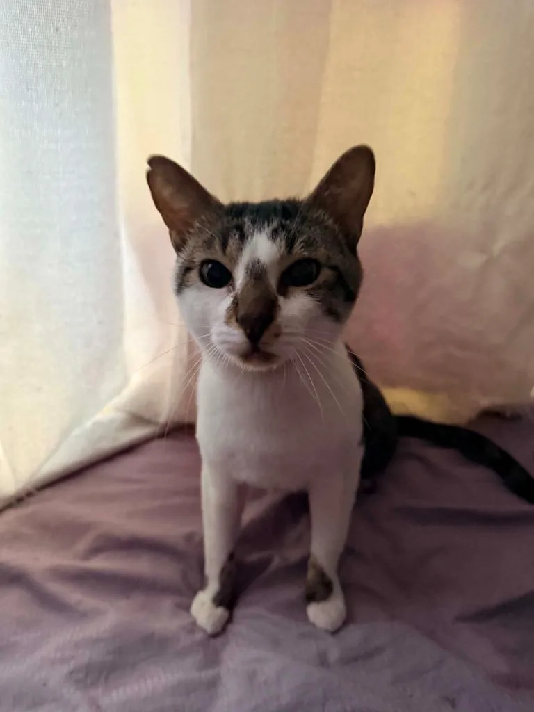 An adult medium-sized male Domestic Short Hair cat named Spike for adoption in Hoover , AL