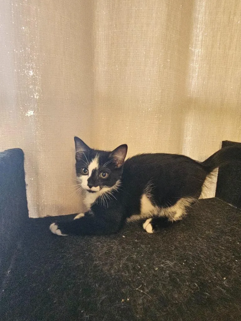 A baby medium-sized female Domestic Short Hair cat named Amelia for adoption in Findlay, OH
