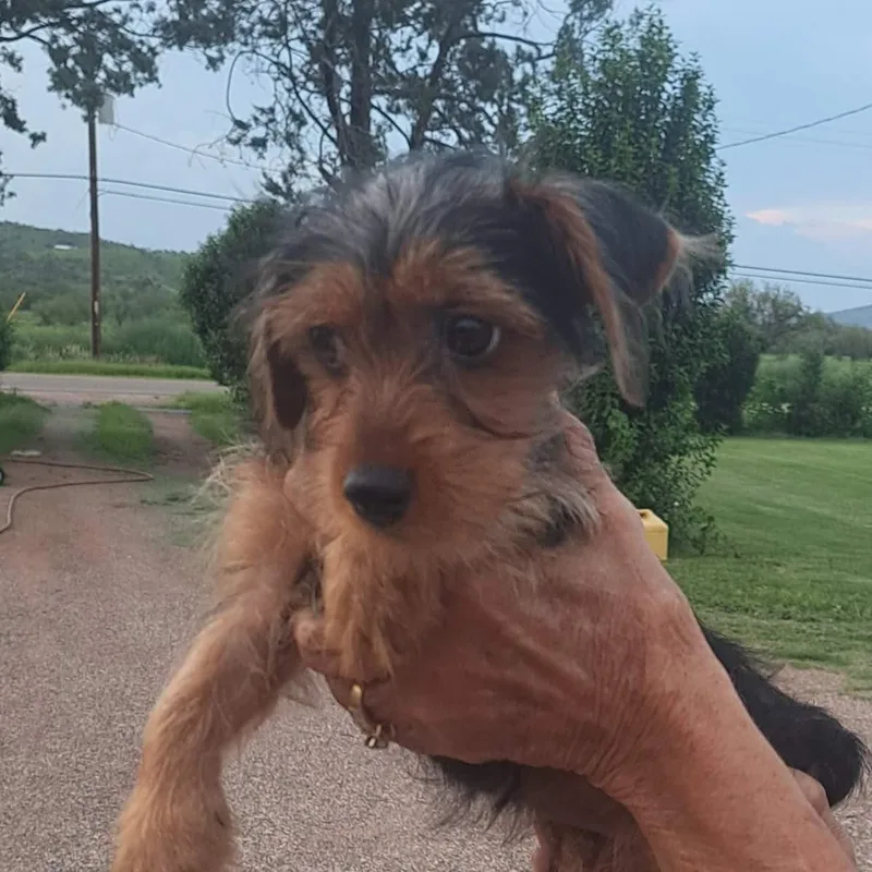 A baby small-sized female Yorkshire Terrier dog named Lainey for adoption in Tucson, AZ