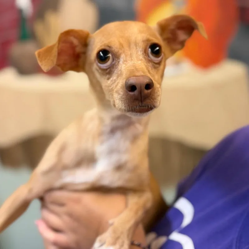 An adult small-sized female Chihuahua dog named Star for adoption in Fresno, CA
