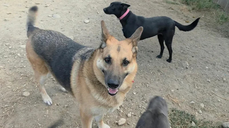 An adult large-sized male Tricolor (Brown, Black, & White) German Shepherd Dog named Charlie for adoption in San Antonio, TX